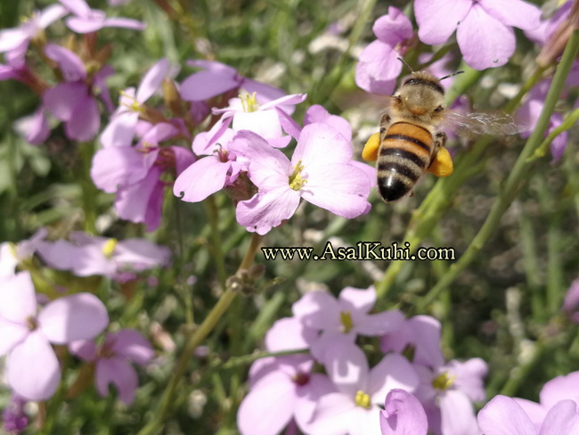 خواص گرده گل برای پوست